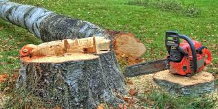 Best Tree and Shrub Care  in San Pablo, NM