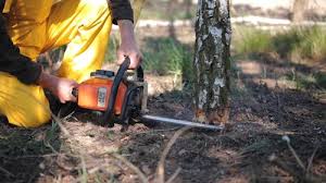 Best Tree Mulching  in San Pablo, NM