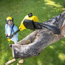 Best Tree Trimming and Pruning  in San Pablo, NM