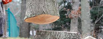 Best Arborist Consultation Services  in San Pablo, NM