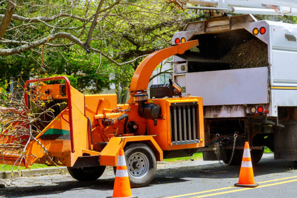 Best Hazardous Tree Removal  in San Pablo, NM