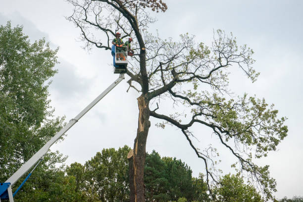San Pablo, NM Tree Removal Company