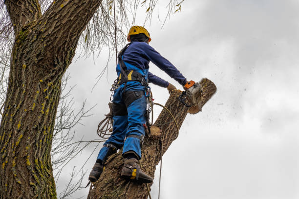 Best Seasonal Cleanup (Spring/Fall)  in San Pablo, NM
