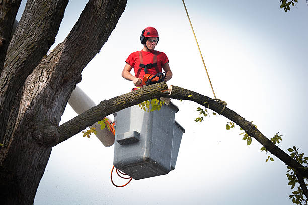 Tree and Shrub Care in San Pablo, NM
