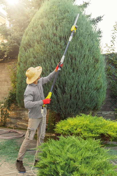 Best Emergency Tree Removal  in San Pablo, NM