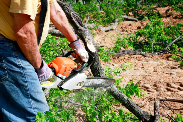 Best Tree Cabling and Bracing  in San Pablo, NM